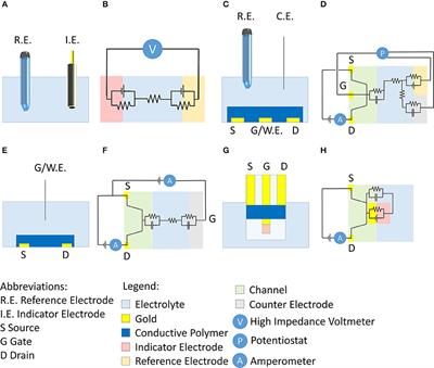 Organic Electrochemical Transistors as Versatile Analytical Potentiometric Sensors